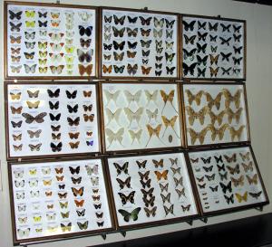 Коллекционирование бабочек. С чего начать
